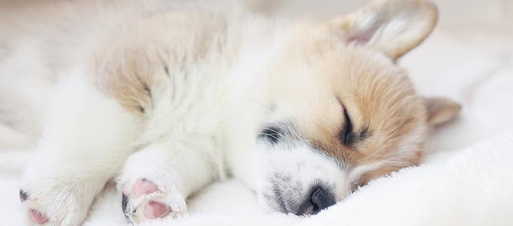 Filhote de cachorro dormindo