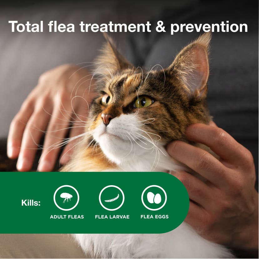 Total flea treatment and prevention for your cat with Advantage II