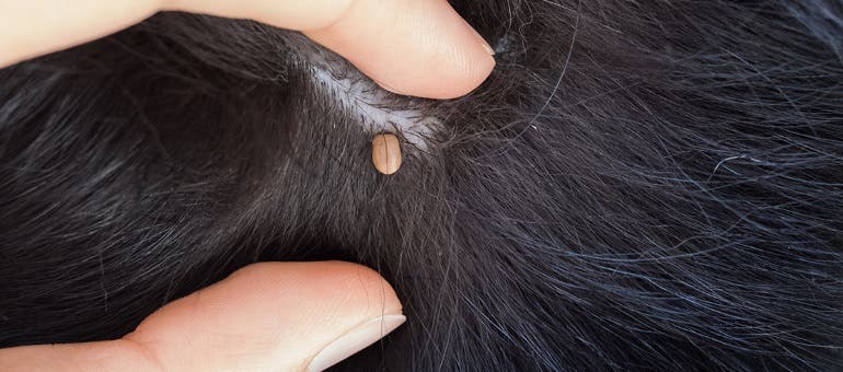 Tick embedded on a dog