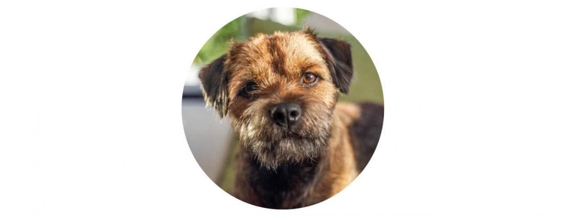 Border Terrier’s enquiring look