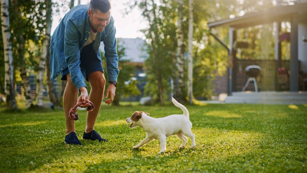 owner and puppy dog playing in backyard grass