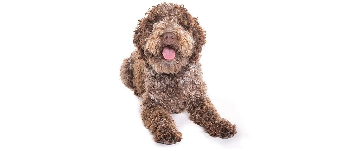 Brown Lagotto Romagnolos are allergy friendly, but need frequent exercise