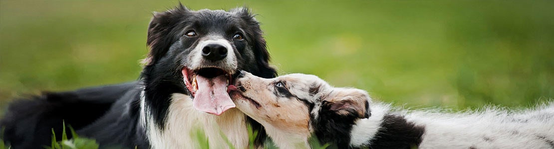 To hunde i højt græs slikker kysser hinanden