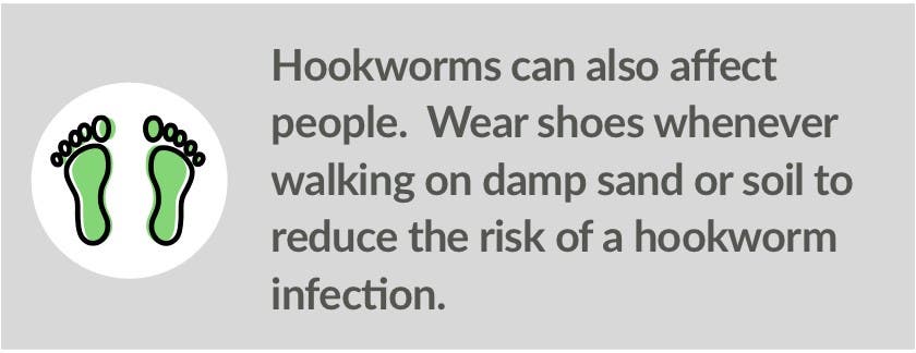 Walking barefoot in contaminated sand or soil is a risk factor for hookworms.