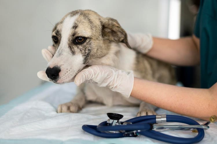 Sintomi della filaria nel cane
