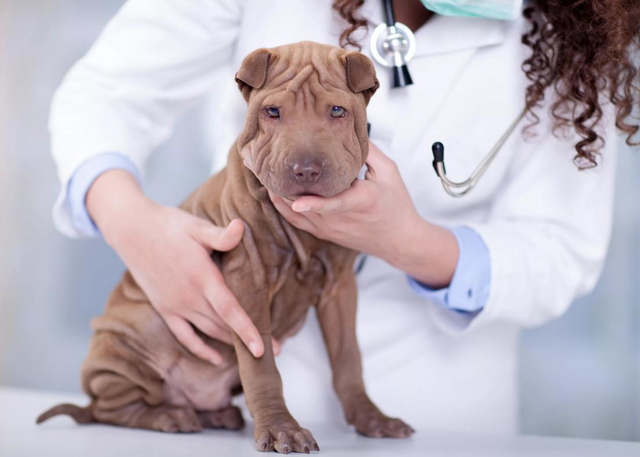 Primeros auxilios para perros