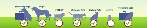Animals at risk of tapeworm