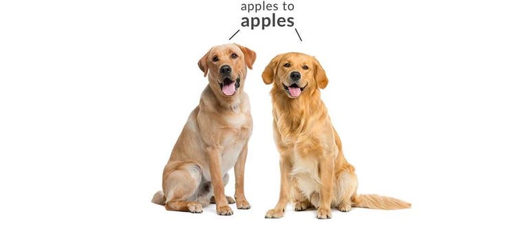 A side-by-side view of a yellow lab and golden retriever