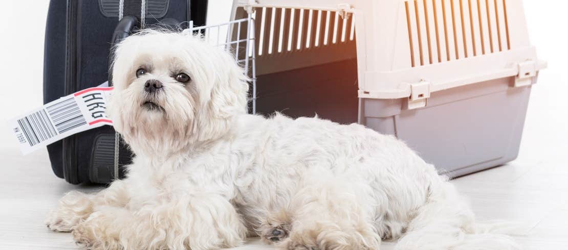 A Havanese dog lying next to a suitcase and a dog crate preparing to fly on a plane.