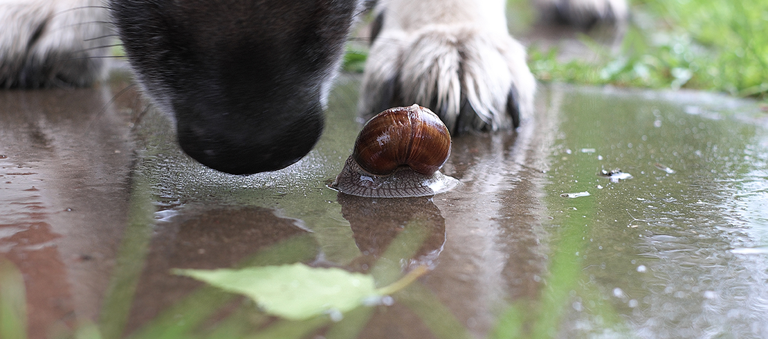 En hund som dricker vatten bredvid en snigel – hundar kan smittas av hjärt-/lungmask efter att de får i sig slem från sniglar eller snäckor