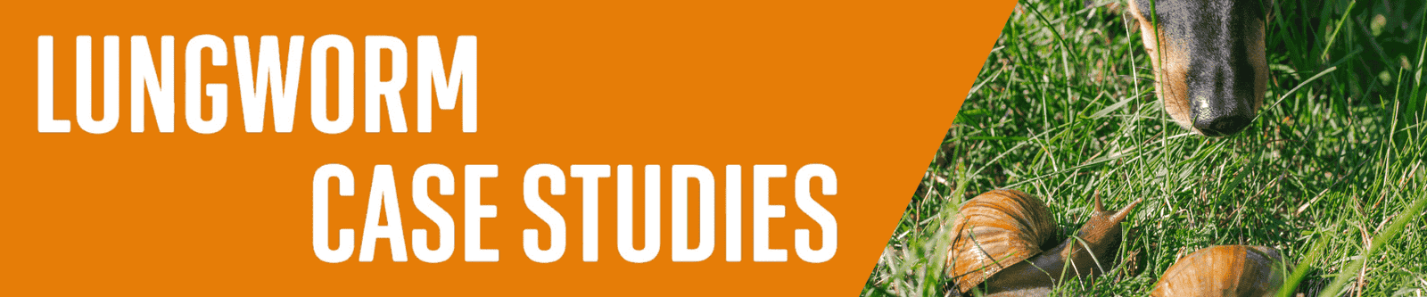 Lungworm case studies banner