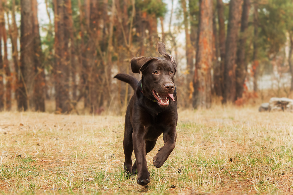 Bruine hond rent in het bos  