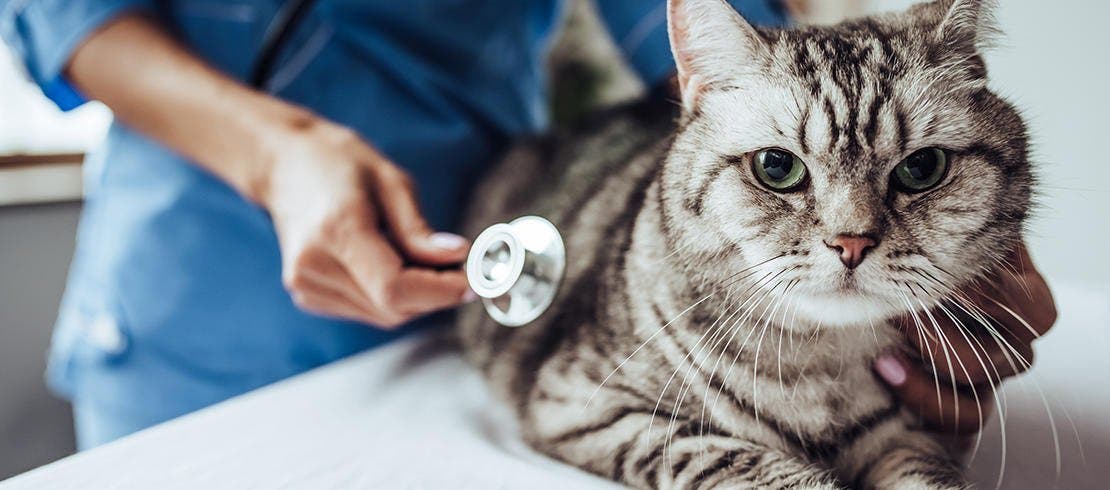 Image of a grey stripey cat being examined by a vet 