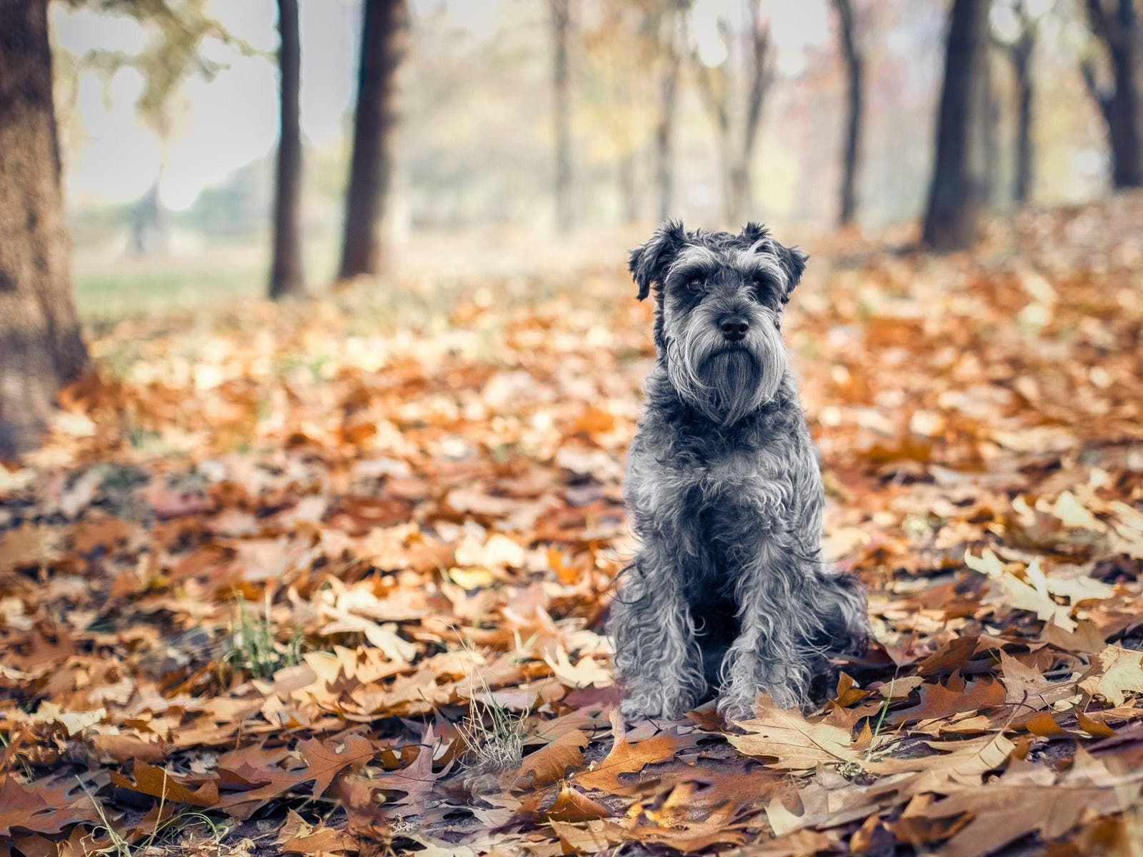 Schnauzer in het bos