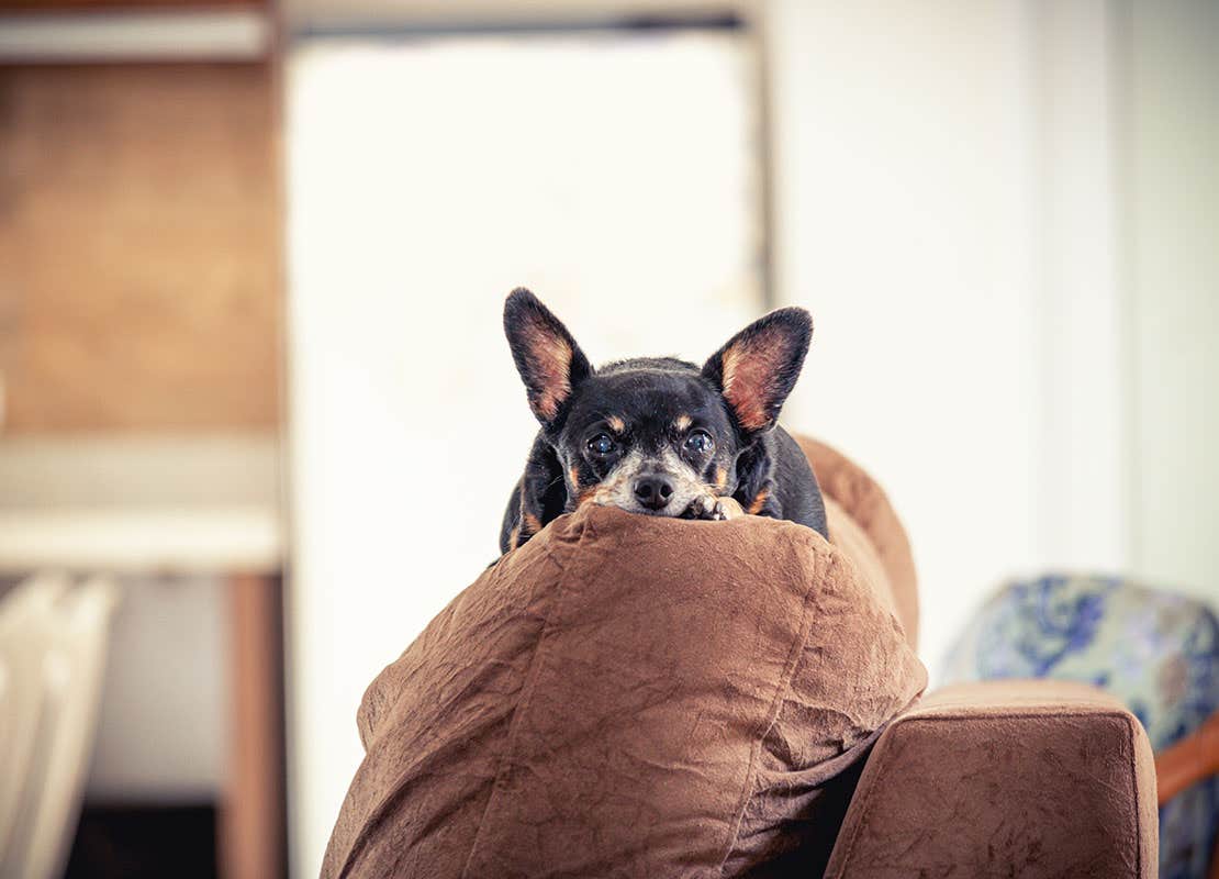 dog looking at owner from the couch